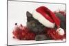 Grey Kitten with Red Tinsel and Wearing a Father Christmas Hat-Mark Taylor-Mounted Photographic Print