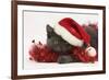 Grey Kitten with Red Tinsel and Wearing a Father Christmas Hat-Mark Taylor-Framed Photographic Print