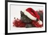 Grey Kitten with Red Tinsel and Wearing a Father Christmas Hat-Mark Taylor-Framed Photographic Print