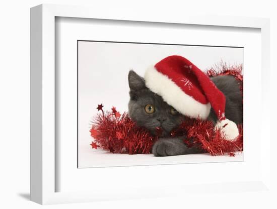 Grey Kitten with Red Tinsel and Wearing a Father Christmas Hat-Mark Taylor-Framed Photographic Print