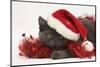 Grey Kitten with Red Tinsel and Wearing a Father Christmas Hat-Mark Taylor-Mounted Photographic Print