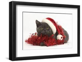 Grey Kitten with Red Tinsel and Wearing a Father Christmas Hat-Mark Taylor-Framed Photographic Print