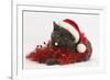 Grey Kitten with Red Tinsel and Wearing a Father Christmas Hat-Mark Taylor-Framed Photographic Print