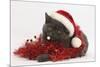 Grey Kitten with Red Tinsel and Wearing a Father Christmas Hat-Mark Taylor-Mounted Photographic Print