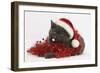 Grey Kitten with Red Tinsel and Wearing a Father Christmas Hat-Mark Taylor-Framed Photographic Print