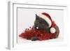 Grey Kitten with Red Tinsel and Wearing a Father Christmas Hat-Mark Taylor-Framed Photographic Print
