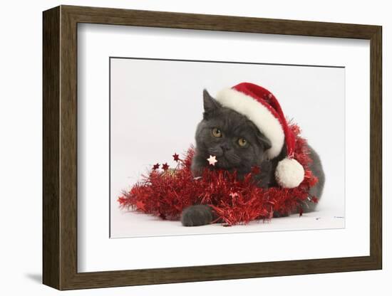 Grey Kitten with Red Tinsel and Wearing a Father Christmas Hat-Mark Taylor-Framed Photographic Print