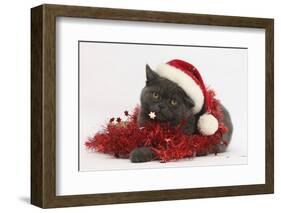 Grey Kitten with Red Tinsel and Wearing a Father Christmas Hat-Mark Taylor-Framed Photographic Print