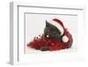 Grey Kitten with Red Tinsel and Wearing a Father Christmas Hat-Mark Taylor-Framed Photographic Print