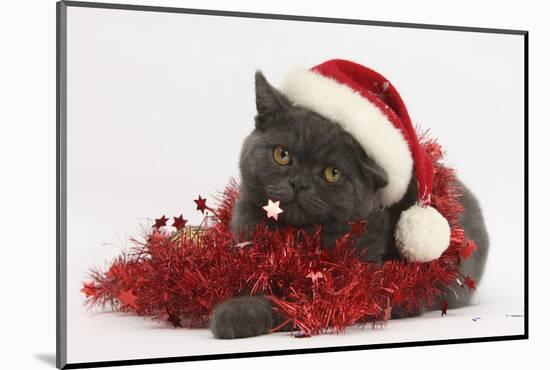 Grey Kitten with Red Tinsel and Wearing a Father Christmas Hat-Mark Taylor-Mounted Photographic Print