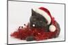 Grey Kitten with Red Tinsel and Wearing a Father Christmas Hat-Mark Taylor-Mounted Photographic Print