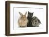 Grey Kitten with Sandy Lionhead-Cross and Agouti Lop Rabbits-Mark Taylor-Framed Photographic Print