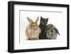 Grey Kitten with Sandy Lionhead-Cross and Agouti Lop Rabbits-Mark Taylor-Framed Photographic Print