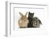 Grey Kitten with Sandy Lionhead-Cross and Agouti Lop Rabbits-Mark Taylor-Framed Photographic Print