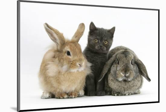 Grey Kitten with Sandy Lionhead-Cross and Agouti Lop Rabbits-Mark Taylor-Mounted Photographic Print