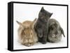 Grey Kitten with Sandy Lionhead-Cross Rabbit and Agouti Lop Rabbit-Mark Taylor-Framed Stretched Canvas