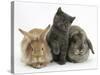 Grey Kitten with Sandy Lionhead-Cross Rabbit and Agouti Lop Rabbit-Mark Taylor-Stretched Canvas
