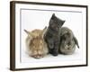 Grey Kitten with Sandy Lionhead-Cross Rabbit and Agouti Lop Rabbit-Mark Taylor-Framed Photographic Print
