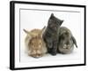 Grey Kitten with Sandy Lionhead-Cross Rabbit and Agouti Lop Rabbit-Mark Taylor-Framed Photographic Print