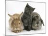 Grey Kitten with Sandy Lionhead-Cross Rabbit and Agouti Lop Rabbit-Mark Taylor-Mounted Photographic Print