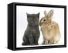 Grey Kitten with Sandy Lionhead-Cross Rabbit-Mark Taylor-Framed Stretched Canvas