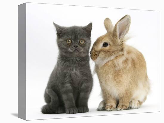 Grey Kitten with Sandy Lionhead-Cross Rabbit-Mark Taylor-Stretched Canvas