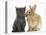 Grey Kitten with Sandy Lionhead-Cross Rabbit-Mark Taylor-Stretched Canvas