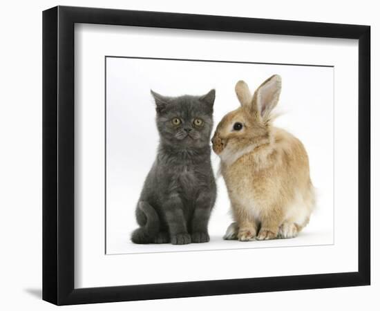 Grey Kitten with Sandy Lionhead-Cross Rabbit-Mark Taylor-Framed Photographic Print