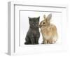 Grey Kitten with Sandy Lionhead-Cross Rabbit-Mark Taylor-Framed Photographic Print
