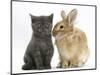 Grey Kitten with Sandy Lionhead-Cross Rabbit-Mark Taylor-Mounted Photographic Print