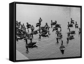 Grey Lag Geese-null-Framed Stretched Canvas