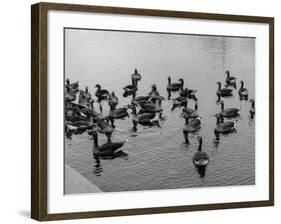 Grey Lag Geese-null-Framed Photographic Print