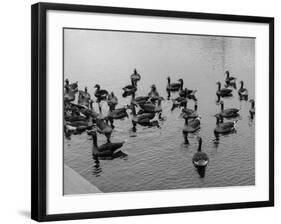 Grey Lag Geese-null-Framed Photographic Print