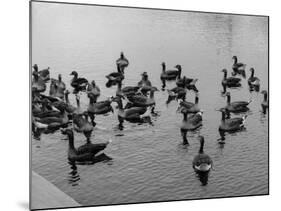 Grey Lag Geese-null-Mounted Photographic Print