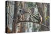 grey langurs family group, sitting and climbing in tree, nepal-karine aigner-Stretched Canvas