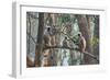 grey langurs family group, sitting and climbing in tree, nepal-karine aigner-Framed Photographic Print