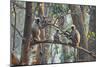 grey langurs family group, sitting and climbing in tree, nepal-karine aigner-Mounted Photographic Print