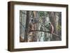 grey langurs family group, sitting and climbing in tree, nepal-karine aigner-Framed Photographic Print