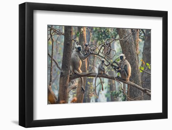 grey langurs family group, sitting and climbing in tree, nepal-karine aigner-Framed Photographic Print