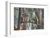 grey langurs family group, sitting and climbing in tree, nepal-karine aigner-Framed Photographic Print