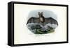 Grey Long-Eared Bat, 1863-79-Raimundo Petraroja-Framed Stretched Canvas