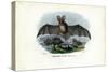 Grey Long-Eared Bat, 1863-79-Raimundo Petraroja-Stretched Canvas