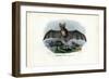 Grey Long-Eared Bat, 1863-79-Raimundo Petraroja-Framed Giclee Print