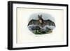 Grey Long-Eared Bat, 1863-79-Raimundo Petraroja-Framed Giclee Print