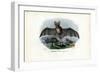 Grey Long-Eared Bat, 1863-79-Raimundo Petraroja-Framed Giclee Print