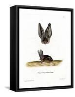 Grey Long-Eared Bat-null-Framed Stretched Canvas