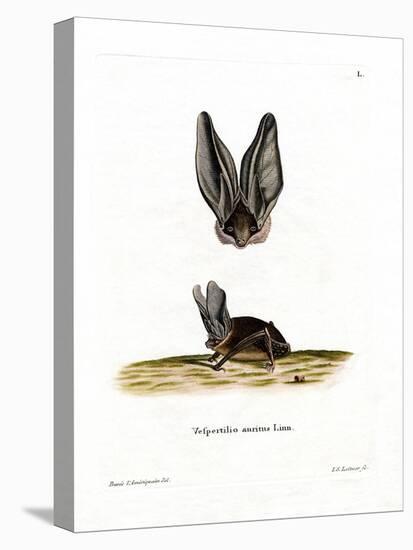 Grey Long-Eared Bat-null-Stretched Canvas