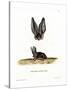 Grey Long-Eared Bat-null-Stretched Canvas