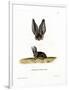 Grey Long-Eared Bat-null-Framed Premium Giclee Print