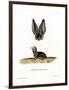 Grey Long-Eared Bat-null-Framed Premium Giclee Print